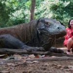 komodo ok 2