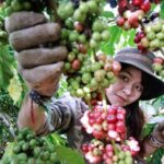 metik-kopi metik kopi