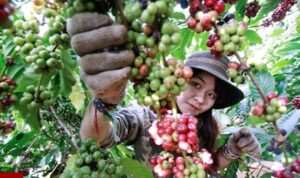 metik-kopi metik kopi