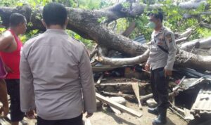 pohon tumbang pohon tumbang