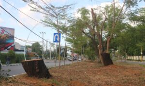 pohon ditebang pemkot