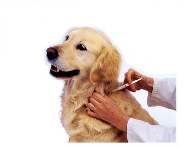 vaksin anjing